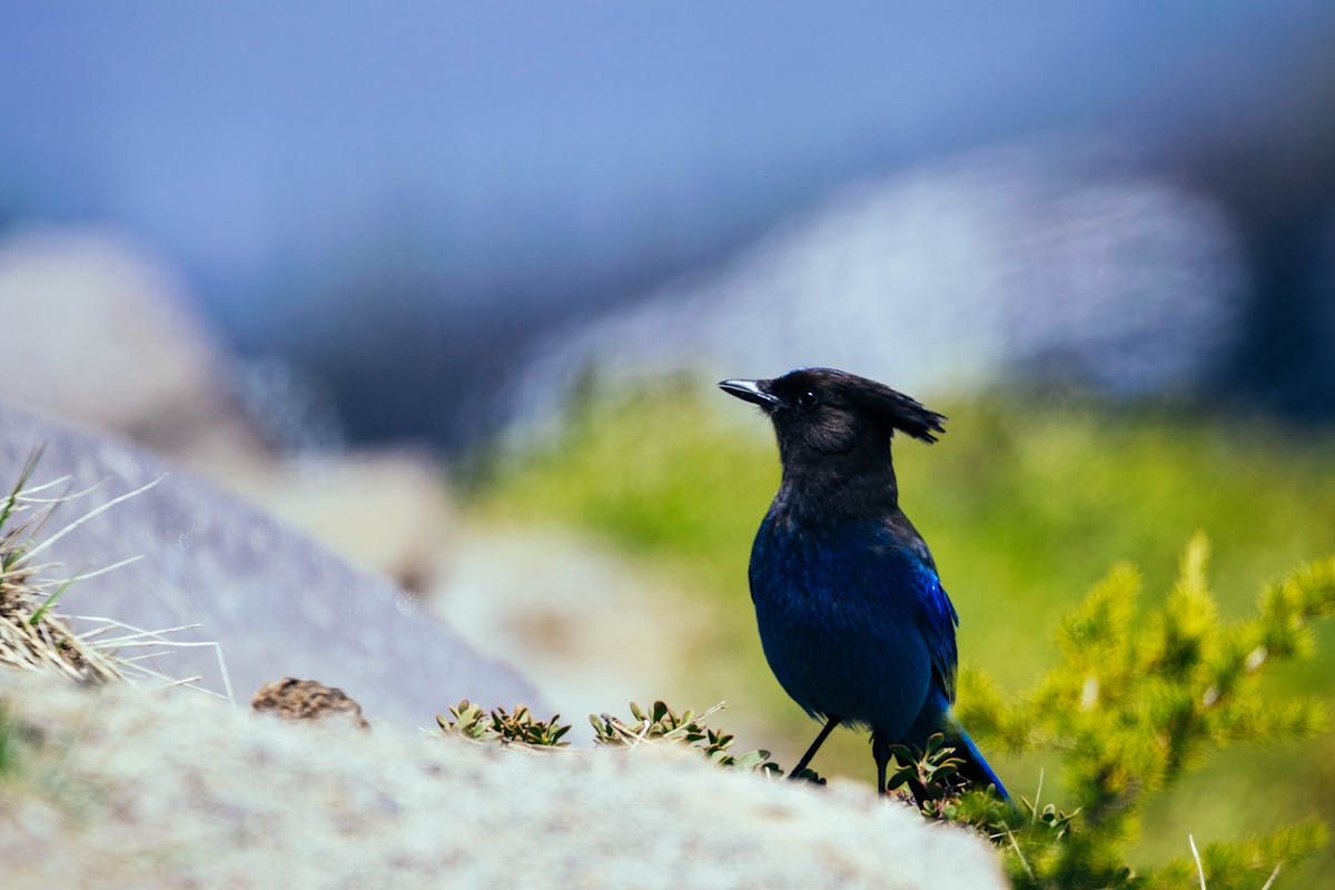 Bird Guide-Steller’s Jay